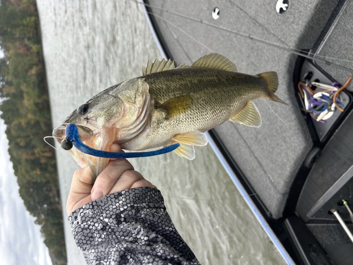 Bass caught on WiCo blue soft plastic lure Monroe NC
