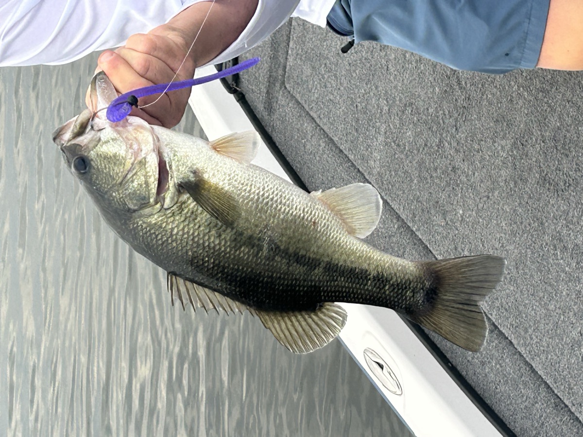 Bass caught on WiCo purple worm near Monroe NC