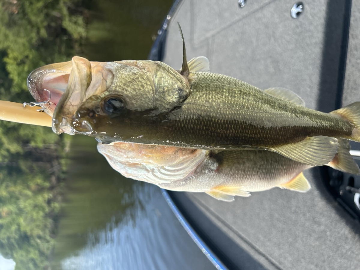 Close-up largemouth bass with WiCo soft plastic lure