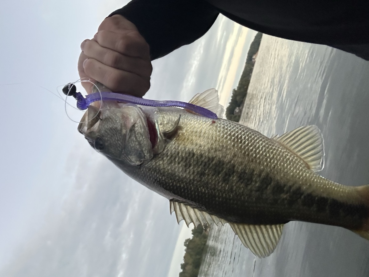 Bass caught on purple WiCo soft plastic worm Lake Wylie
